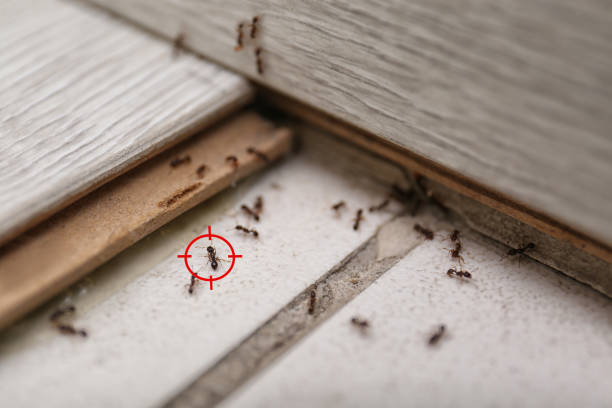 Best Local Pest Control Services  in Splendora, TX