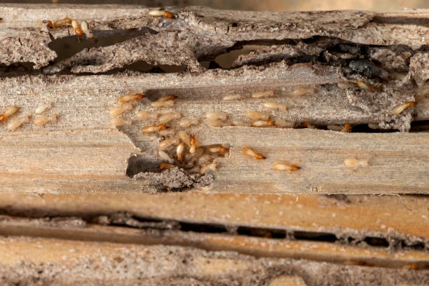 Best Flea Control Services  in Splendora, TX