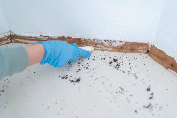 Best Pest Control Treatment  in Splendora, TX